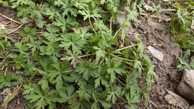 Geranium sibiricum, photographed by Екатерина Гущина