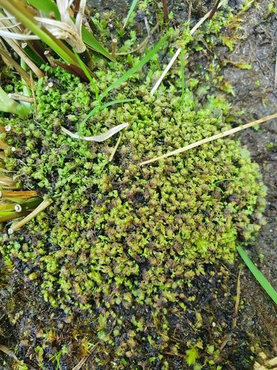 Scapania irrigua, photographed by Jonathan Hughes
