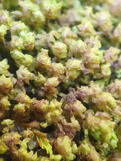 Scapania irrigua, photographed by Jonathan Hughes