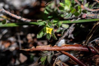 Gnidia humilis, photographed by magriet b