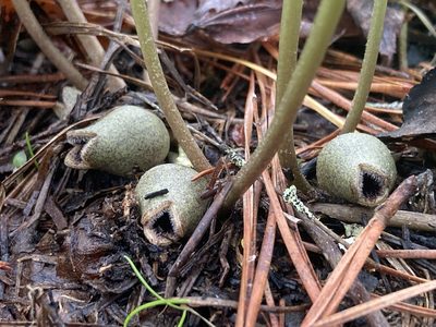 Asarum arifolium, photographed by Hill Craddock