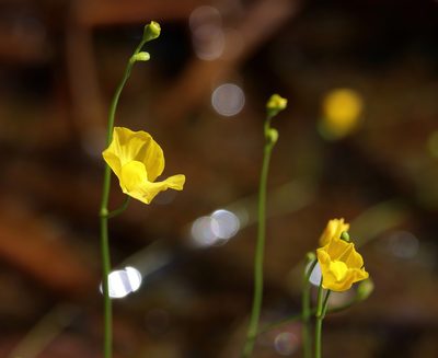 Utricularia gibba, photographed by Lauren McLaurin