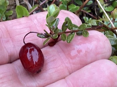 Vaccinium macrocarpon, photographed by Hill Craddock