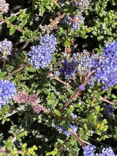 Ceanothus dentatus, photographed by Irene