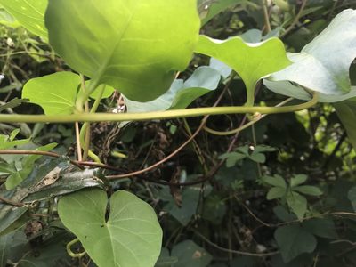 Ipomoea alba, photographed by Andrew Gillespie