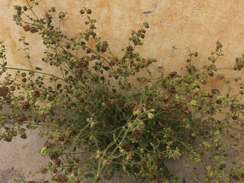 Mirabilis viscosa, photographed by harrier