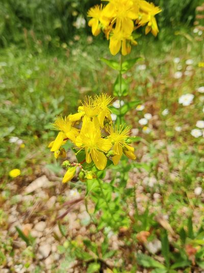 Hypericum perfoliatum, photographed by Riccardo Rocca