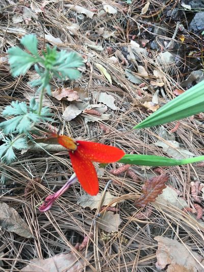 Tigridia orthantha, photographed by harrier