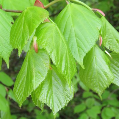 Tilia platyphyllos, photographed by Andy Slater