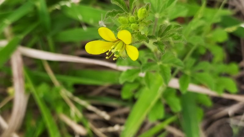 Cleome viscosa, photographed by Amar Bharathy