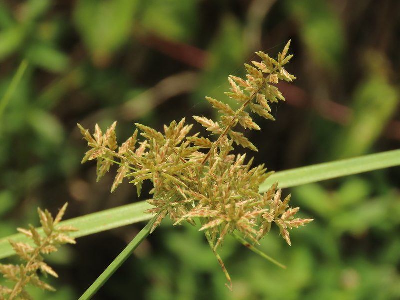 Cyperus pilosus, photographed by chiuluan