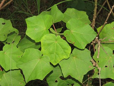 Hibiscus makinoi, photographed by chiuluan