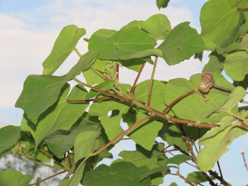 Hibiscus makinoi, photographed by chiuluan