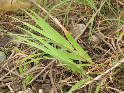 Arundo formosana, photographed by chiuluan