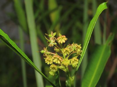 Dodonaea viscosa, photographed by chiuluan