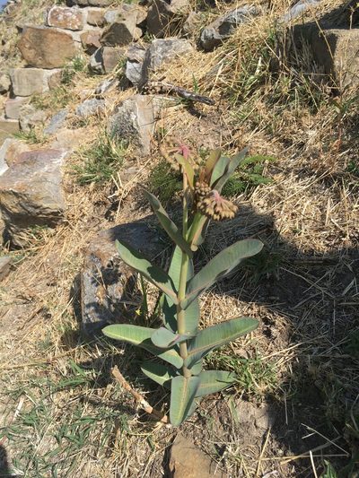 Asclepias glaucescens, photographed by harrier