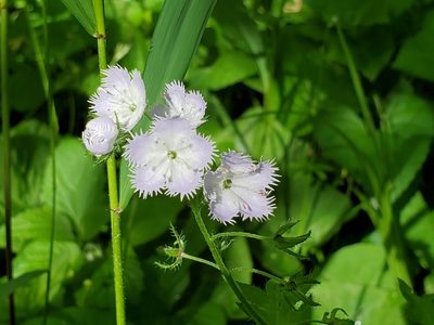 Phacelia purshii, photographed by Craig Martin