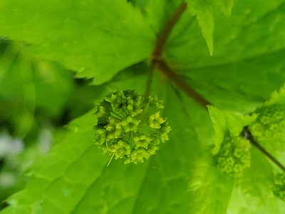 Sanicula odorata, photographed by Craig Martin