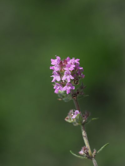 Thymus glabrescens, photographed by carnifex