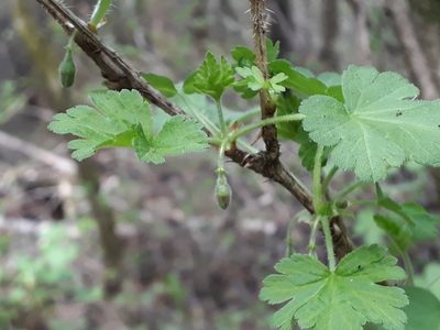 Ribes uva-crispa, photographed by helen_golubeva