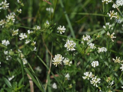 Lotus herbaceus, photographed by carnifex