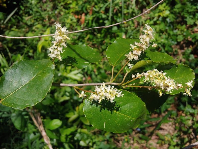 Trichostigma octandrum, photographed by Kurt Miller
