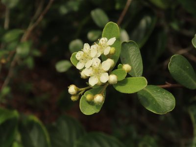 Pyracantha koidzumii, photographed by chiuluan