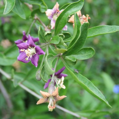Lycium barbarum, photographed by Andy Slater