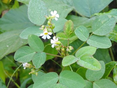 Oxalis barrelieri, photographed by Kurt Miller