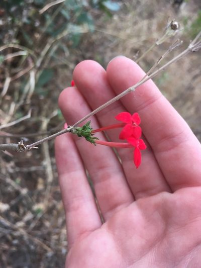 Bouvardia viminalis, photographed by harrier