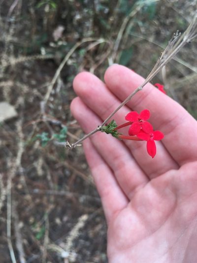 Bouvardia viminalis, photographed by harrier