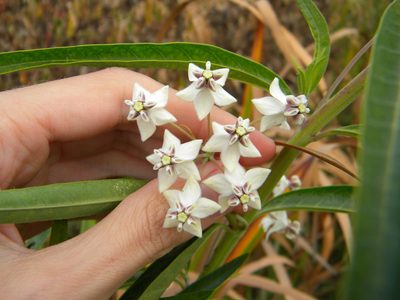 Gomphocarpus physocarpus, photographed by Tim Kirsten