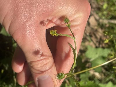 Geum vernum, photographed by rashcollector