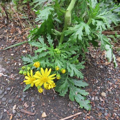 Senecio squalidus, photographed by Andy Slater