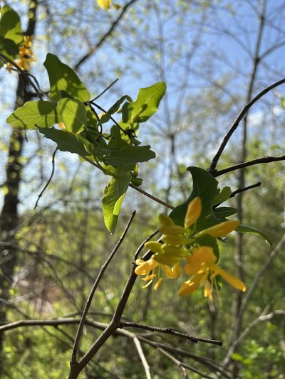 Lonicera flava, photographed by pamelabarnabee