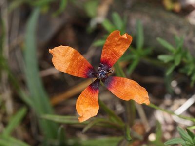 Roemeria argemone, photographed by Alexis Tinker-Tsavalas