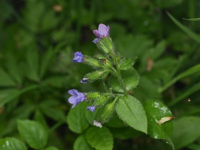 Pulmonaria officinalis, photographed by Alexis Tinker-Tsavalas