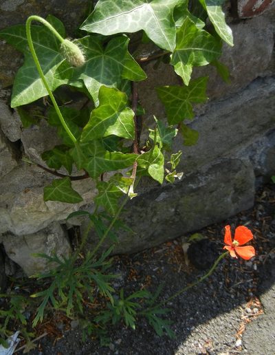 Papaver lecoqii, photographed by Jon Mortin