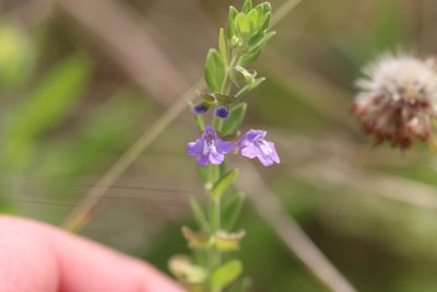 Scutellaria drummondii