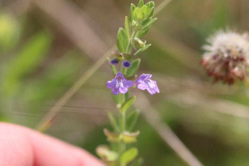 Scutellaria drummondii, photographed by Rich Sommer