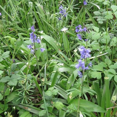 Hyacinthoides hispanica, photographed by Andy Slater