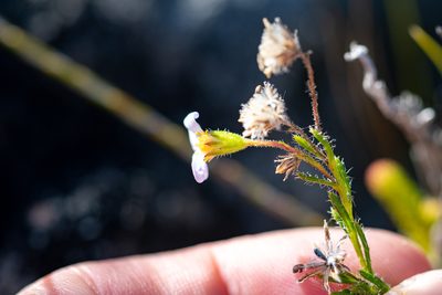 Zyrphelis foliosa, photographed by magriet b