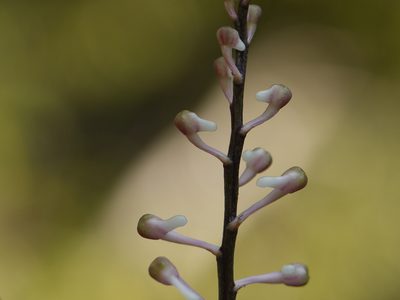 Aerides ringens, photographed by Dinesh Valke