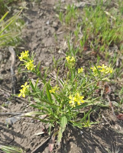 Erysimum repandum, photographed by KAnatoliy