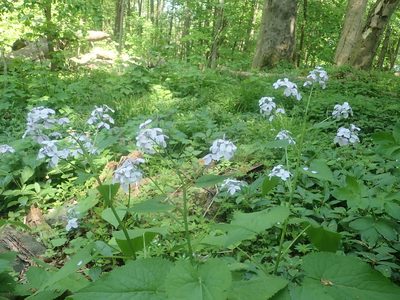 Lunaria rediviva, photographed by Dr. Guido Bohne