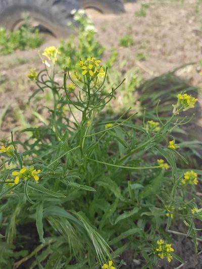 Erysimum repandum, photographed by KAnatoliy