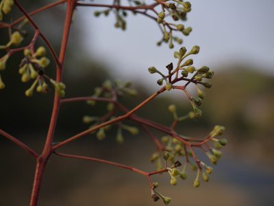 Alseodaphne semecarpifolia, photographed by Dinesh Valke