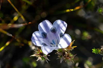 Roella maculata, photographed by magriet b