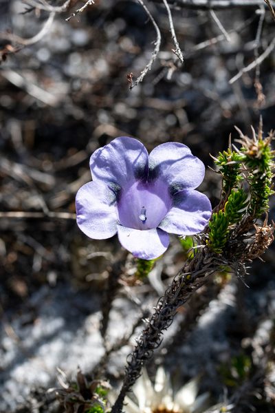Roella maculata, photographed by magriet b