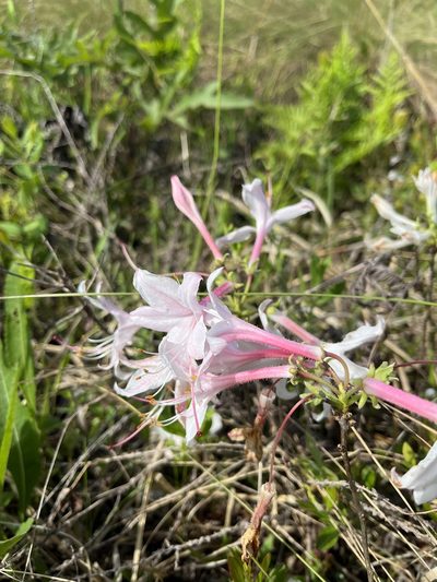 Rhododendron atlanticum, photographed by Matthew Pintar
